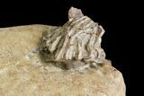 Pair of Macrocrinus Crinoid Fossils - Crawfordsville, Indiana #92520-2